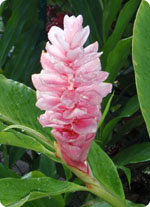 pink ginger